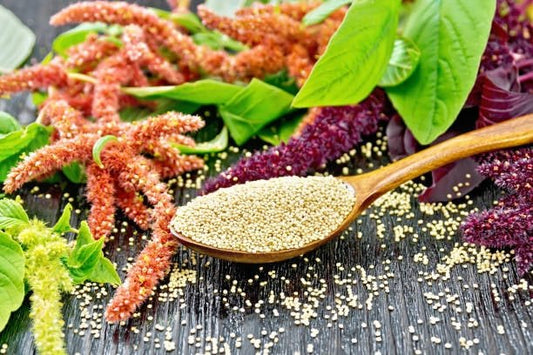 Amaranth seeds in a wooden spoon surrounded by colorful amaranth plants and green leaves.
