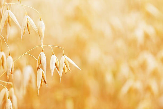 Avena Sativa grains swaying in a golden field, symbolizing natural energy and health benefits.