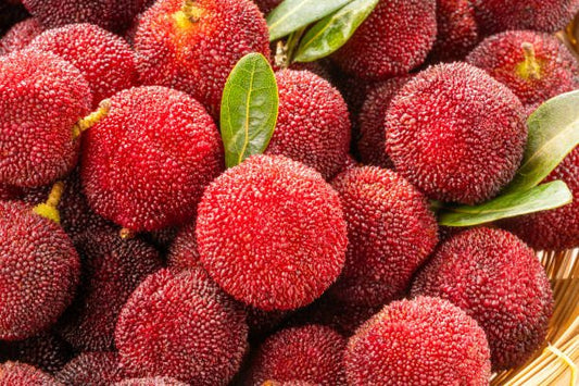 Mängder av mogna bayberry-bär med gröna blad i en korg, rika på fytonäringsämnen och antioxidanter.