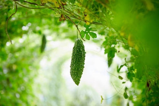 A ripe bittermelon hanging from vibrant green foliage, symbolizing its health benefits.