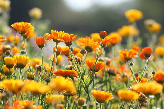 Fält av ringblommor (calendula) i olika nyanser av orange och gult, symboliserar naturlig skönhet och hälsa.