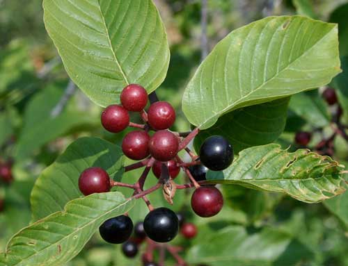 Cascara Sagrada plant with glossy green leaves and clusters of red and black berries.