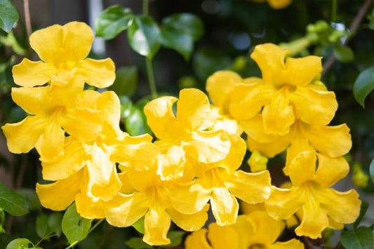 Vibrant yellow flowers blooming on green foliage, showcasing their bright and cheerful appearance.