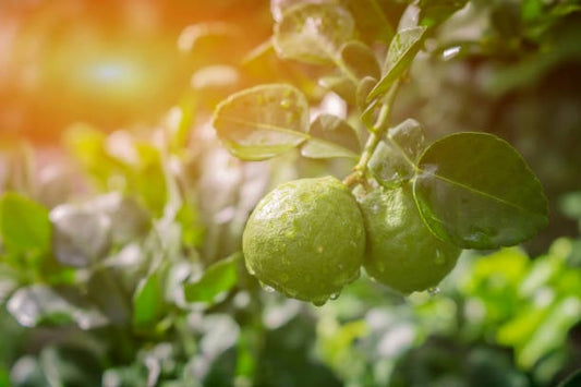 Friska citrusfrukter av bergamot hänger på en gren med gröna blad och solens ljus.