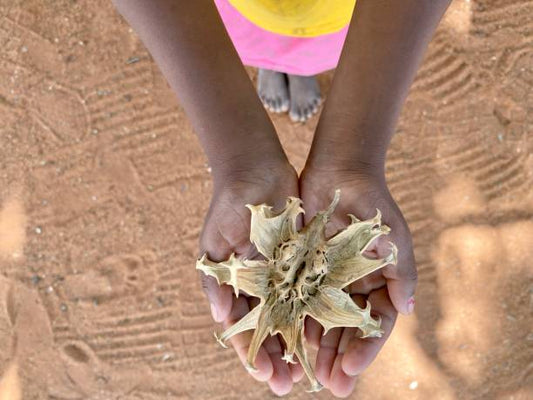 Child holding a dried Djävulsklo plant in their hands on sandy ground.