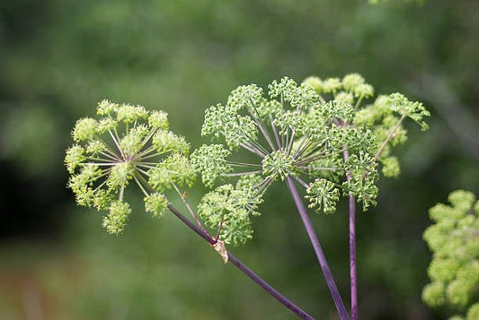 Dong quai plant with green flowers, known for supporting women's health in traditional medicine.