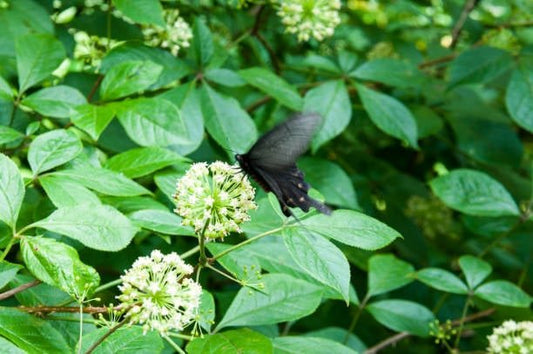 Black butterfly resting on flowering plants surrounded by green leaves.