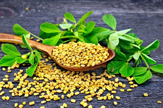 Fenugreek seeds on a wooden spoon surrounded by fresh green leaves on a dark background.