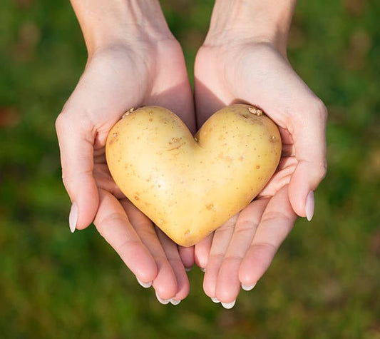 Heart-shaped potato held between two hands, symbolizing love for this nutritious vegetable.