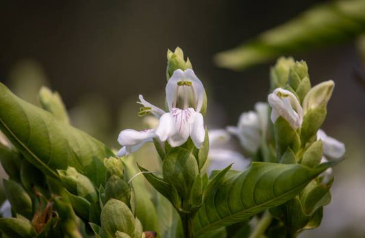 Vacker Malabarnötblomma med vita och gröna blad, en kraftfull ingrediens för hälsa.