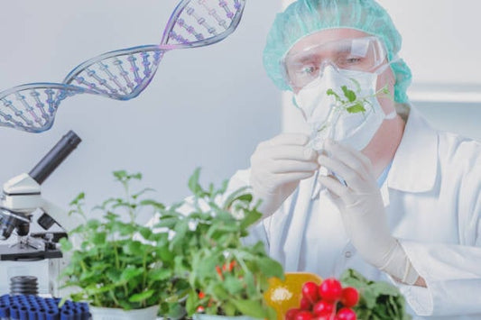Scientist studying genetically modified plants with DNA strands in a lab setting, focusing on biotechnology research.