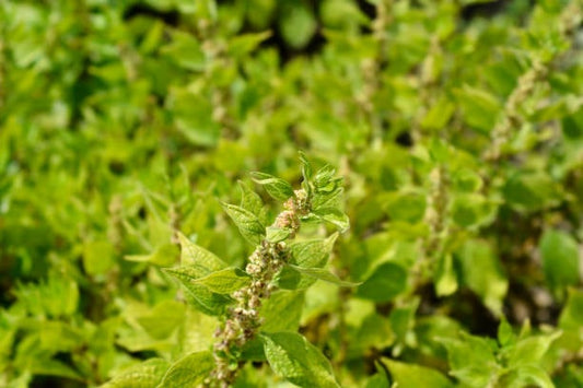 Close-up of vibrant green Pellitory leaves in a natural setting, highlighting its health benefits.