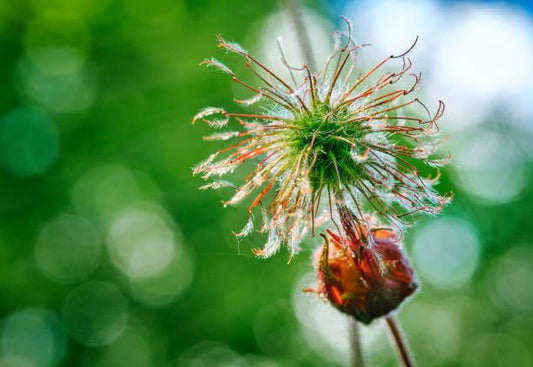 Närbild av avensblomma med gröna bakgrunder, som illustrerar naturliga hälsofördelar.