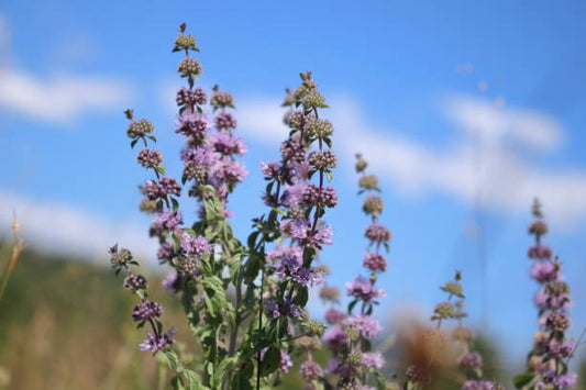 Pennyroyal flowers in a natural field setting, showcasing their delicate purple blossoms against a blue sky.