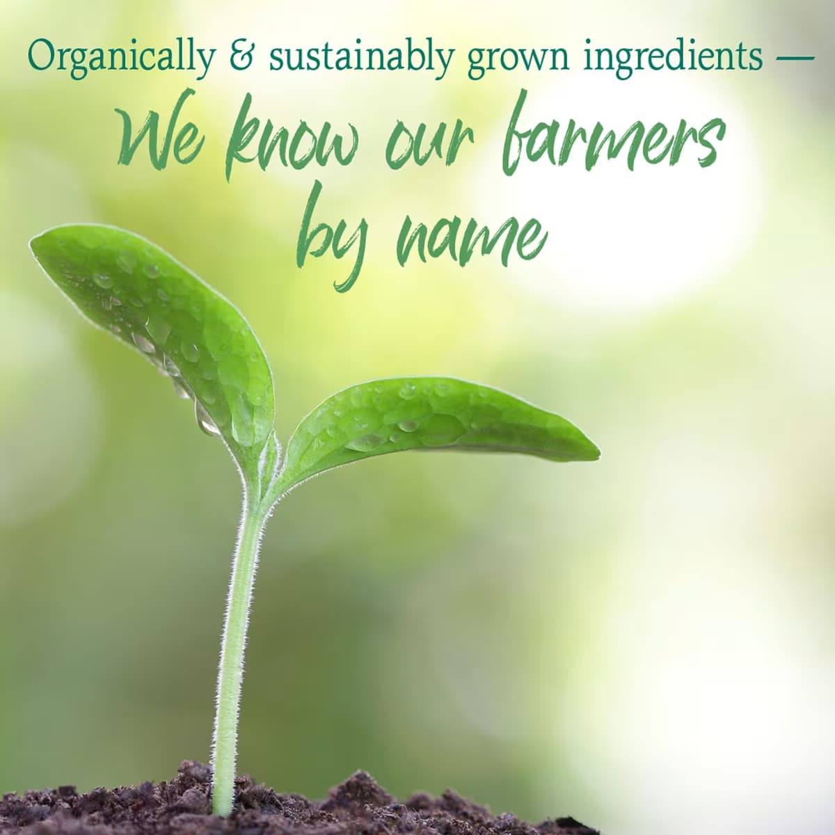 Garden of Life - Raw Organic Perfect Food Green Superfood