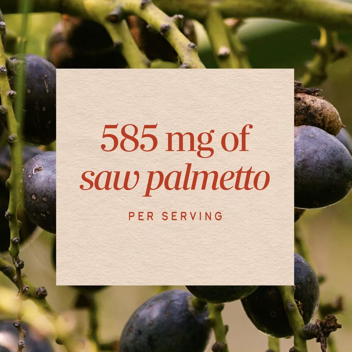 Nature'S Way - Saw Palmetto Berries - 100 Kapsler