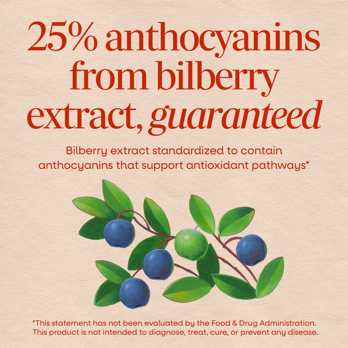 Nature'S Way - Bilberry Premium Extract - 60 Caps