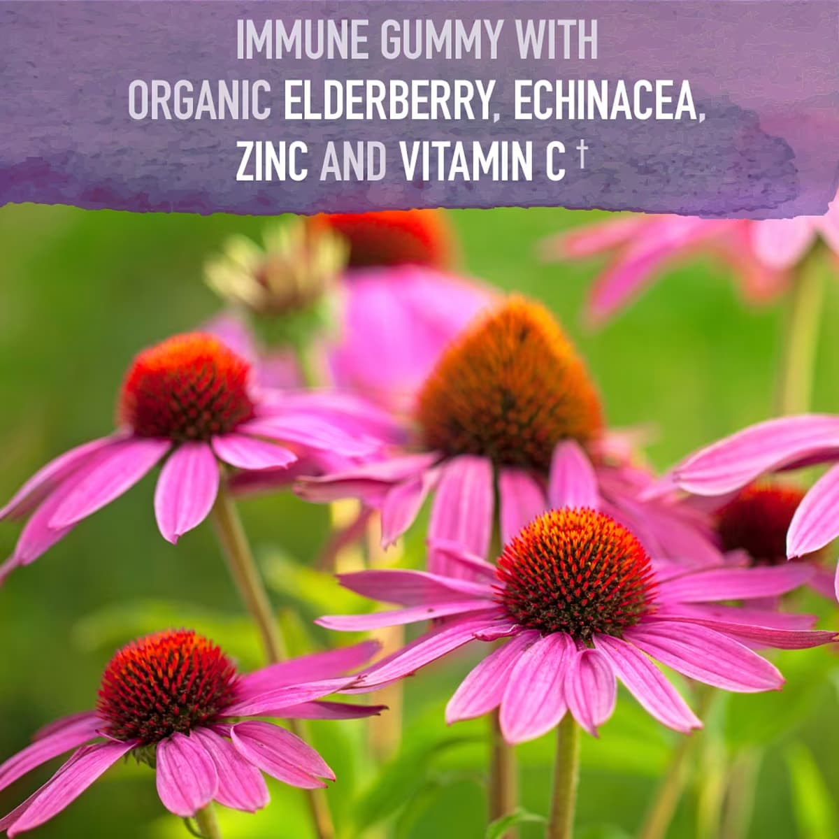 Garden of Life - Mustikkaimarja Immune Gummy