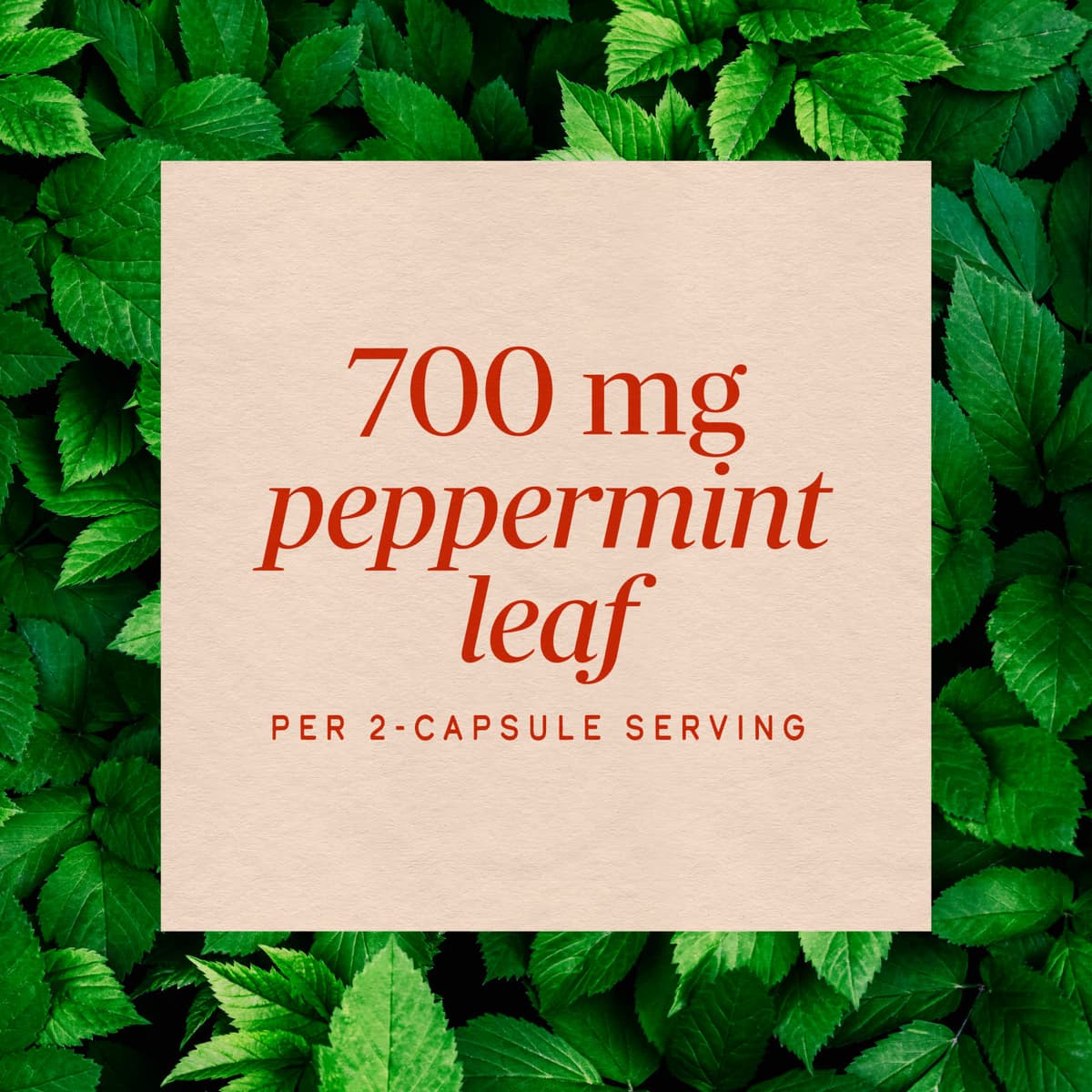 Nature'S Way - Peppermint Leaf - 100 Caps