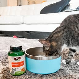 NOW Foods - L-Lysine For Cats - 226.8g