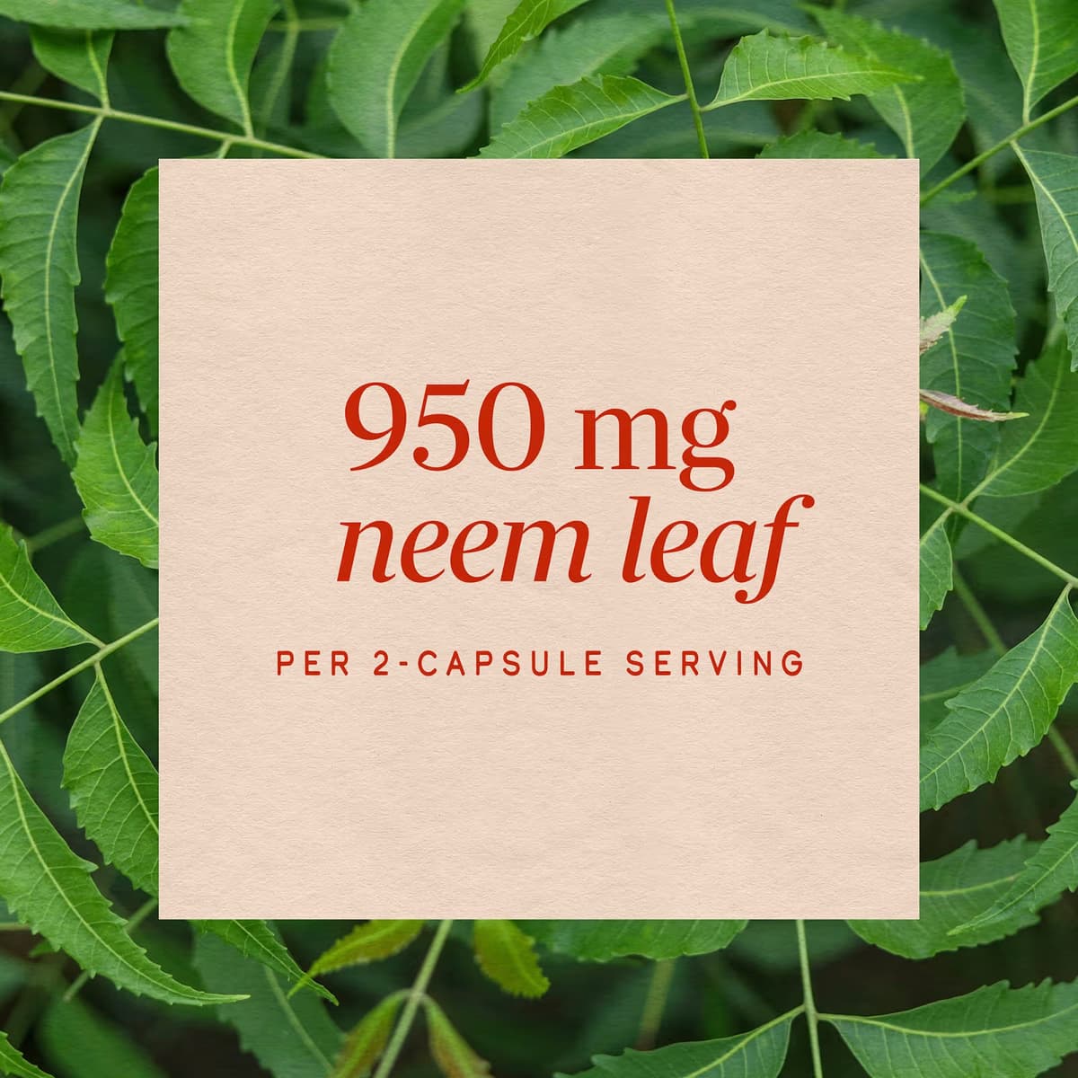 Nature'S Way - Neem Leaf - 100 Caps