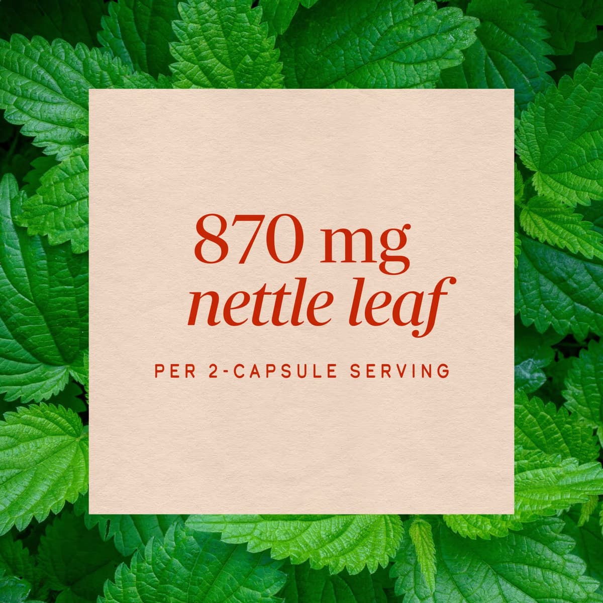 Nature'S Way - Nettle Leaf - 100 Caps