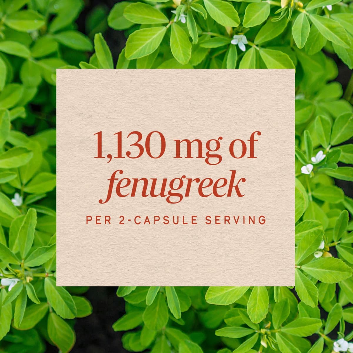 Nature's Way - Fenugreek Seed - 320 Kapsler