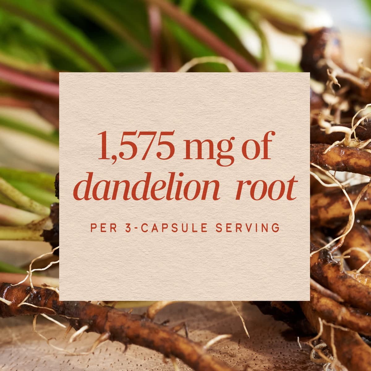 Nature'S Way - Dandelion Root - 100 Vcaps