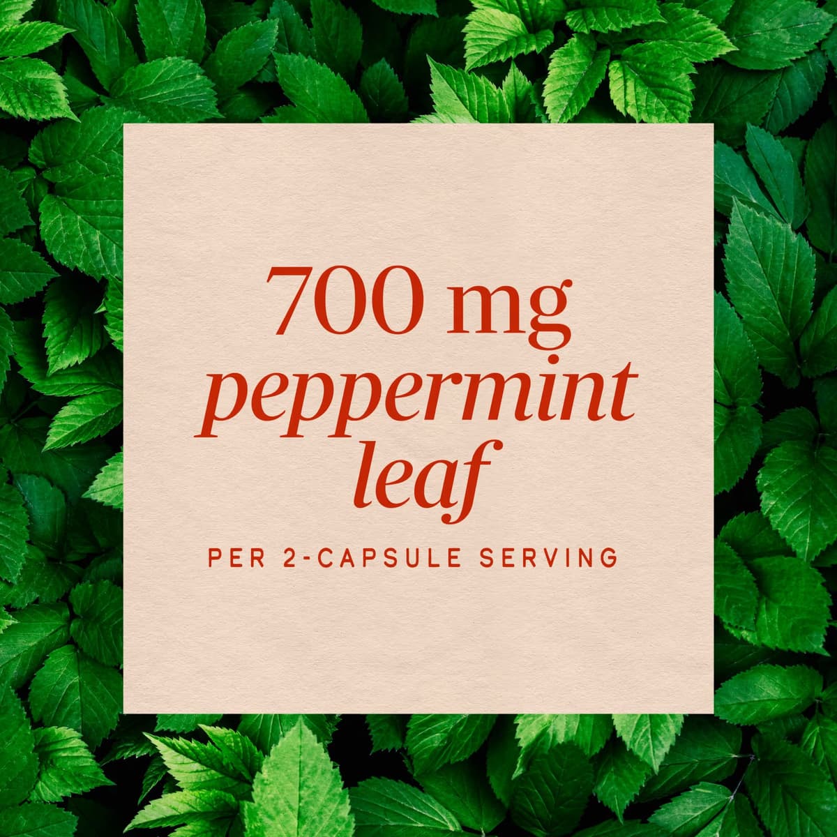 Nature'S Way - Peppermint Leaf - 100 Caps