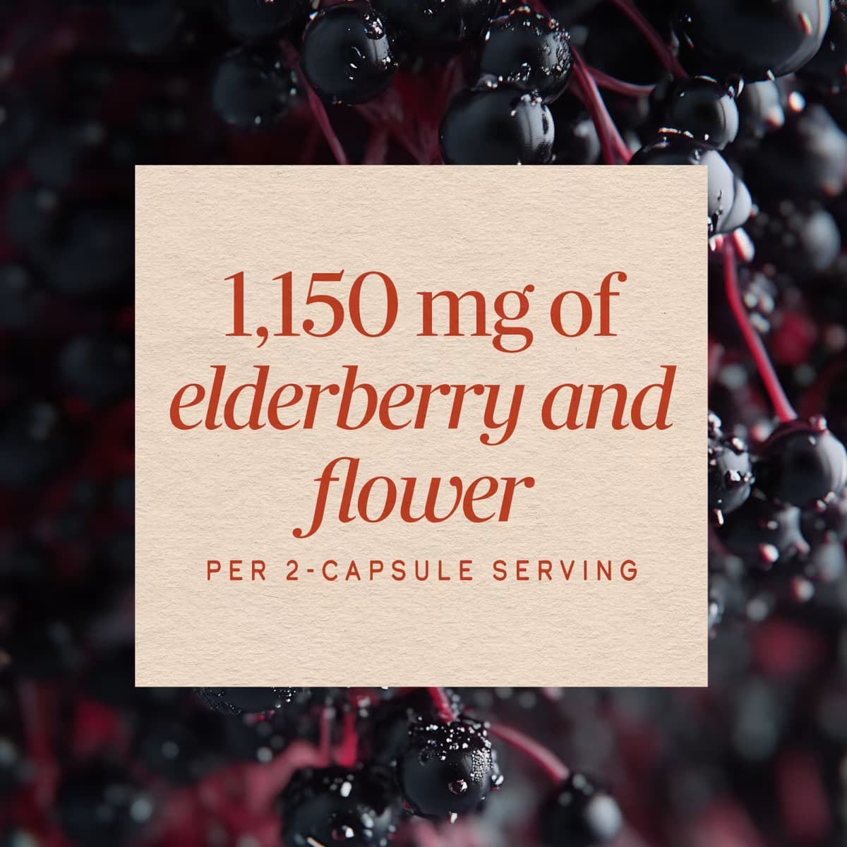 Nature'S Way - Black Elderberry - 100 Caps