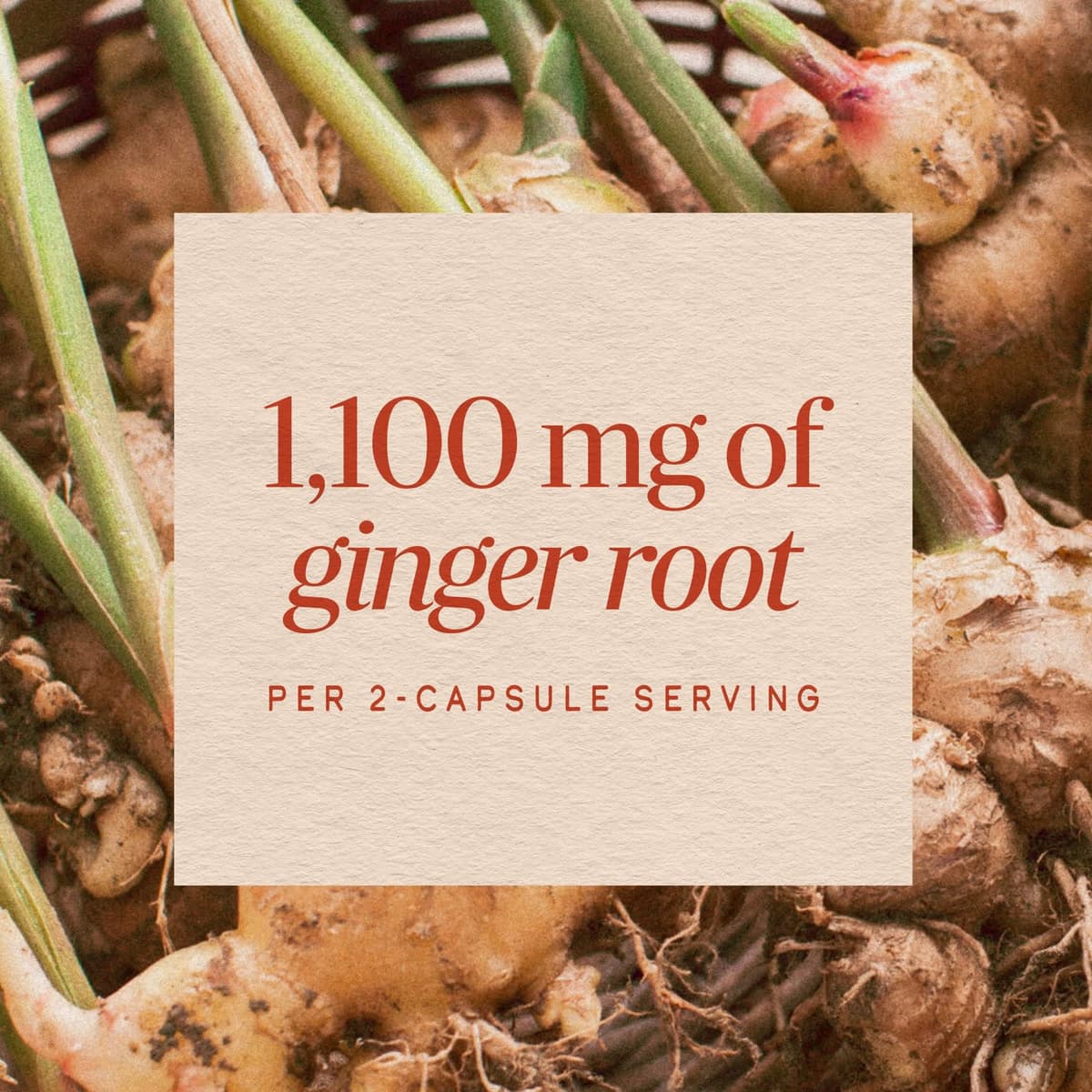 Nature'S Way - Ginger Root - 100 Vcaps