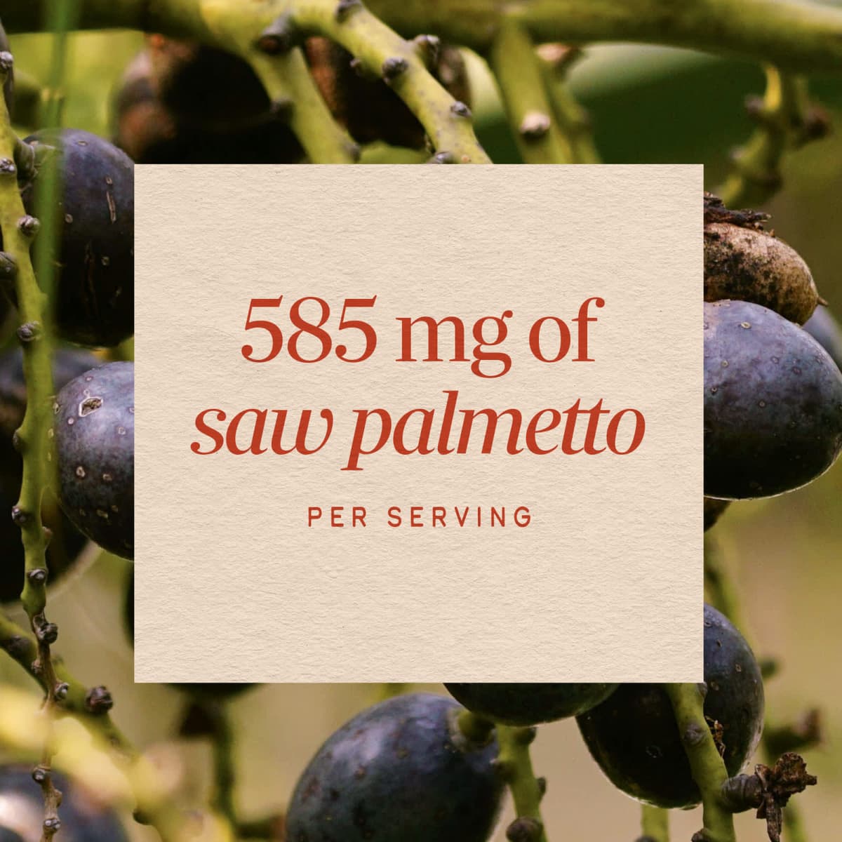 Nature'S Way - Saw Palmetto Berries - 100 Kapsler