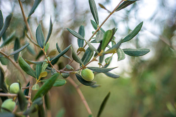 Olivbladsextrakt
