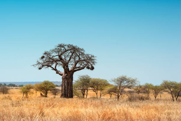 Den unika Baobabträdet: historia och användningar