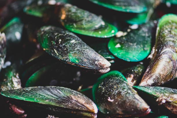 grönläppade musslan