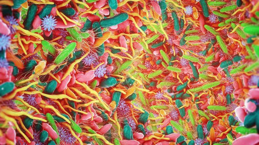 Close-up of colorful probiotics and bacteria, showcasing their diversity and potential health benefits.