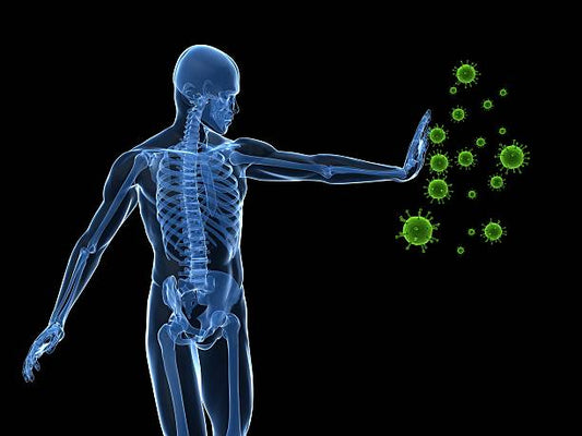 Illustration of a human skeleton repelling green viruses, symbolizing immune defense.