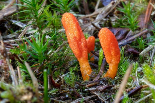 Två orange Cordyceps-svampar växer i mossig mark omgiven av grön vegetation.