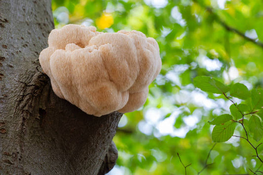 Komplett guide: lion's mane: Nybörjarguiden