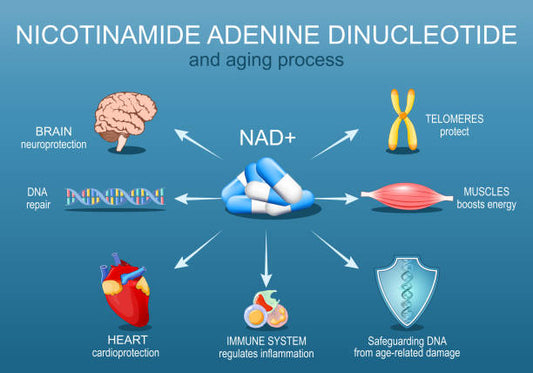 🔬 NAD+ – Nyckeln till energi, cellhälsa och lång livslängd