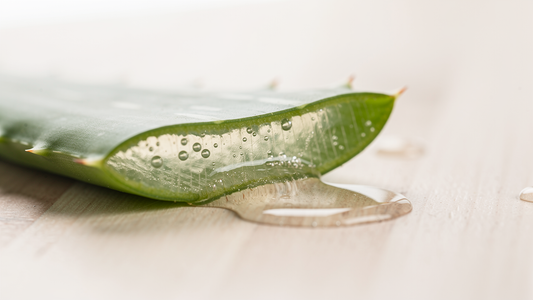 Färsk aloe vera-blad uppskuret med synlig klar innergelé på ljus träyta