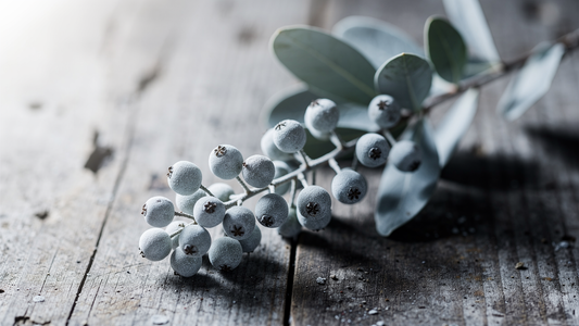 Vaxbeklädda bayberry-bär på en kvist med silvergrönt bladverk