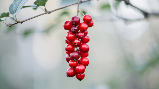 Schisandra: Adaptogen, forskning och användning