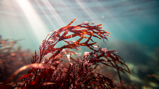 Carrageenan: Rödalgsextrakt – användning, säkerhet och forskning