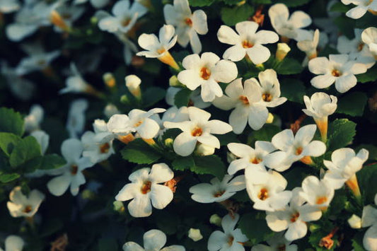 Vita blommor av Bacopa monnieri i en grön trädgård, växtbaserad källa till Bacopa Extrakt.