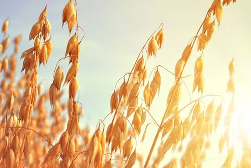 Fält av gyllene havreax under solnedgång, symboliserar hälsosamma betaglukaner.