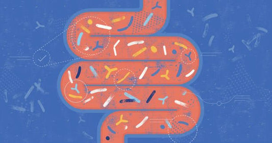 Illustration of the digestive system showing beneficial bacteria like bifidobakterier.