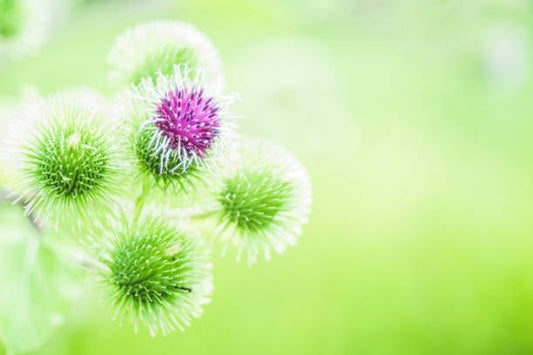 Blessed Thistle plant with green spiky buds and a purple flower in a blurred green background.