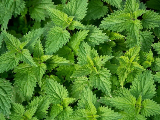 Close-up of vibrant green brännässla leaves, showcasing their healing properties and natural vitality.