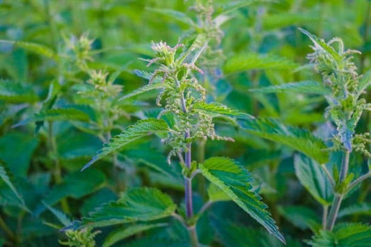 Brännässla (urtica dioica) i sin naturliga växtmiljö, känd för sina medicinska egenskaper och användningsområden.